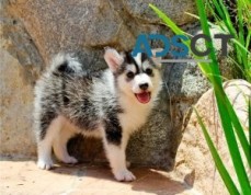 male and a female Pomsky Puppies