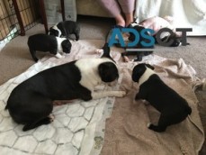 Boston Terrier Puppies for sale.