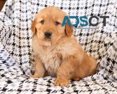 Golden Retriever Puppies For Sale