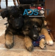 German Shepherd puppies ready For Sale