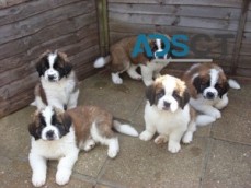 Stunning Saint Bernard Puppies For Sale