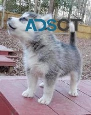 Male & Female Siberian Husky puppies 