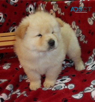 Charming & Beautiful, Chow Chow puppies