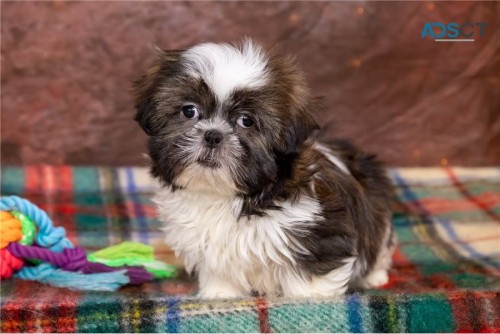 Charming & outstanding shih tzu Puppies 