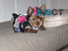 Charming T-Cup Yorkie Puppies For Sale.