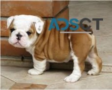 Playful English Bulldog Puppies For Sale