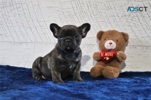 Adorable French bulldog puppies For Sale