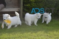 Pure White Samoyed Puppies For Sale.