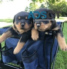 Beautiful Male & Female Rottweiler pupps