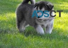 Blue Eyes Alaskan Malamute puppies