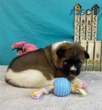 Playful Akita Puppies for sale 