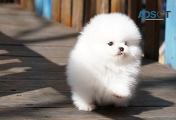 registered Tea Cup Pomeranian Puppies 