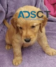 Gorgeous Golden Retriever Puppies