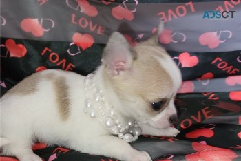 Cute Chihuahua Puppies Ready To Go!