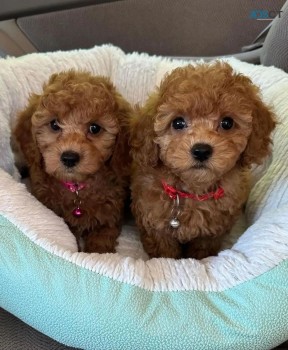 toy poodle puppies I have available