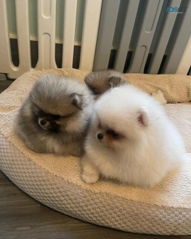 two Pomeranian puppies