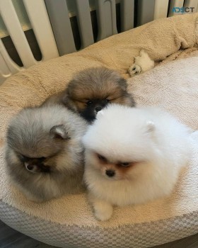 two Pomeranian puppies