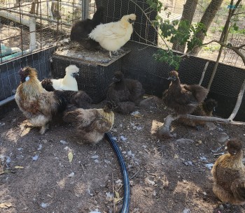 Silkie Purebred Chickens