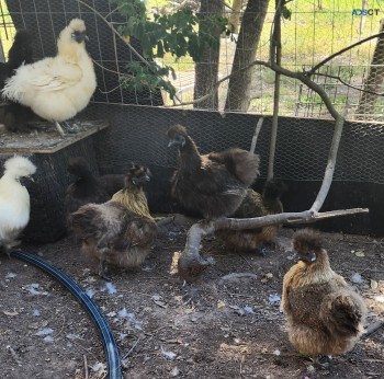 Silkie Purebred Chickens