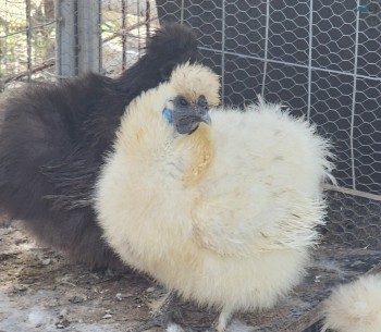 Silkie Purebred Chickens