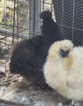 Silkie Purebred Chickens