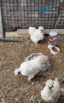 Silkie Purebred Chickens