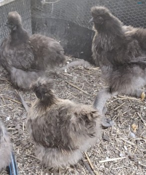 Silkie Purebred Chickens