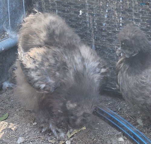 Silkie Purebred Chickens