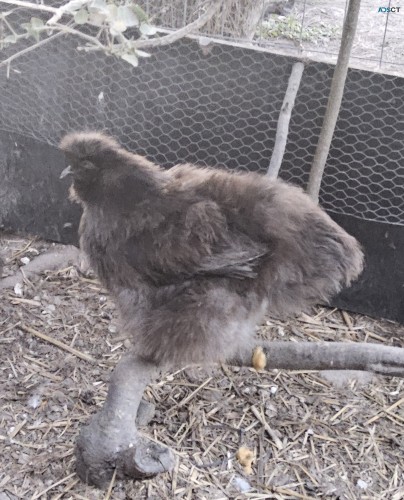 Silkie Purebred Chickens