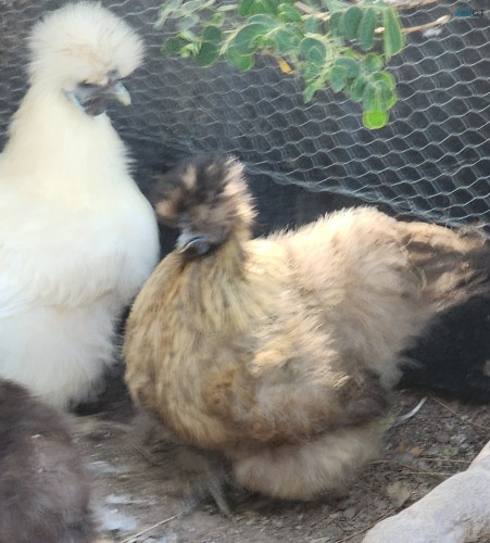 Silkie Purebred Chickens