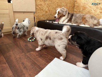 Australian shepherd puppies for sale