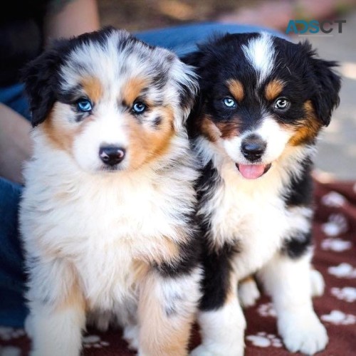 Australian shepherd puppies for sale