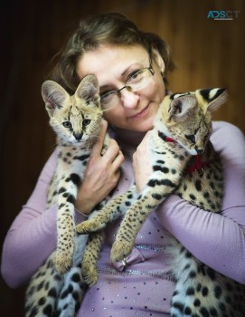 serval,savannah and caracal kittens