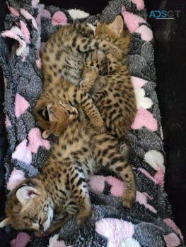 serval,savannah and caracal kittens