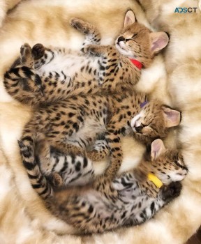 serval,savannah and caracal kittens