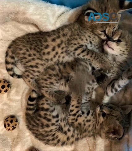 serval,savannah and caracal kittens