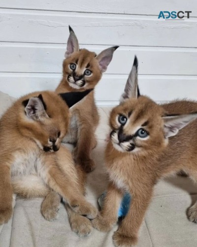 serval,savannah and caracal kittens