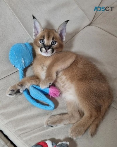 serval,savannah and caracal kittens