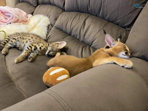 serval,savannah and caracal kittens