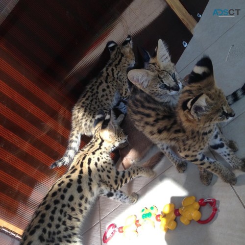 serval,savannah and caracal kittens