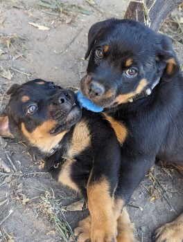 Pure Bred German Rottweiler Puppies