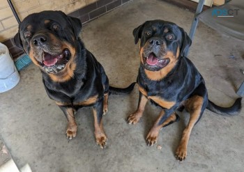 Pure Bred German Rottweiler Puppies