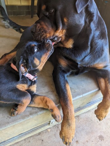 Pure Bred German Rottweiler Puppies