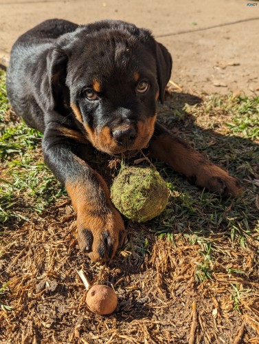 Pure Bred German Rottweiler Puppies