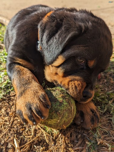 Pure Bred German Rottweiler Puppies