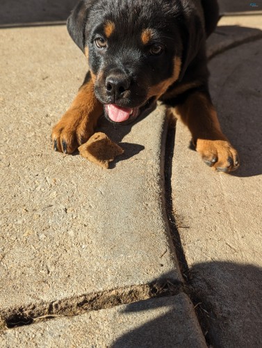 Pure Bred German Rottweiler Puppies