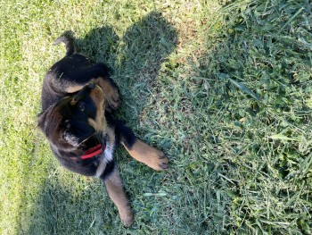 Rottweiler X Border Collie pups