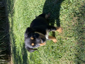 Rottweiler X Border Collie pups