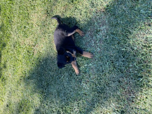 Rottweiler X Border Collie pups