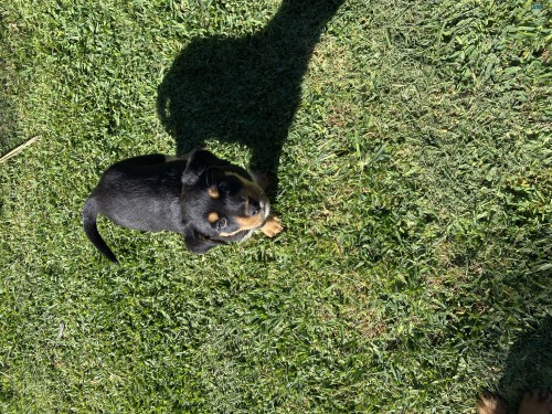 Rottweiler X Border Collie pups